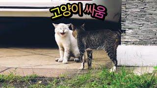 고양이싸움(원본) #cat #cat fight #고양이싸움