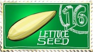 Saving Lettuce Seed - Suburban Homestead EP16