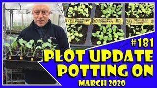 MuddyBootz Allotment #181 - Plot Update - Potting on Seedlings - Journey Into The Unknown