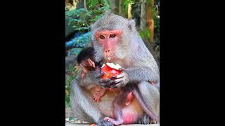 Super love moment newly baby with mom hungry @SopheakPost