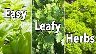 Easy Herbs for Beginners – Basil, Cilantro & Parsley