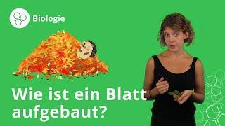 Blätter von Pflanzen: Aufbau und Funktion – Biologie | Duden Learnattack