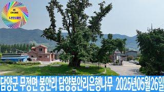 담양군 무정면 봉안리 담양봉안리은행나무  2025년05월26일 은하수TV