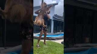 I built my dog a swimming pool! #celsiuslivefit #celsiusbrandpartner #goldenretriever #dogpool