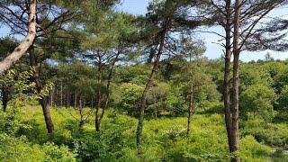 강원도 평창 수십년 자연생 소나무 숲 평지-건강생활 적지(1130평)강원도평창봉평진부부동산전원농가주택시골집펜션부지토지땅매매물공인중개사