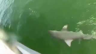 Морской окунь съел 2-х метровую акулу