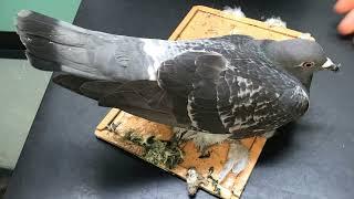 coccidiosis in pigeons what it is ? how to treat it ?