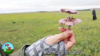 (615) 看乌音嘎草场里长得这些蘑菇 什么品种这么贵要一斤1000以上？