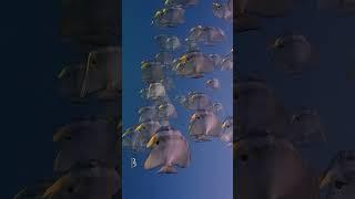 Discover Muscat | Batfish (Platax Teira) | Ahmed Ramadan