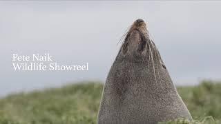 Pete Naik - Wildlife Showreel 2020