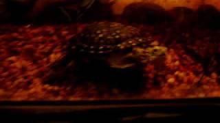 Turtle Tank 1