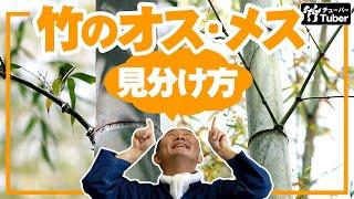 【竹虎】竹にオスメスがある！？簡単な男竹、女竹の見分け方  竹チューバー竹虎四代目の世界 How to distinguish between male and female bamboo