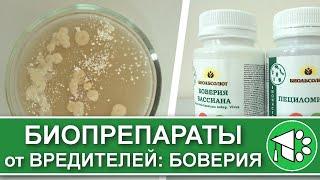 Биопрепараты от вредителей: в поисках боверии. Обзор препарата Боверия Бассиана (Биоабсолют)