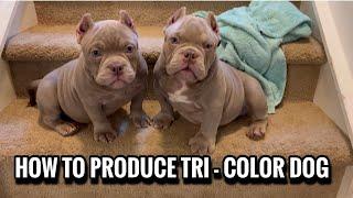 How To Produce A Tri - Color American Bully Dog!