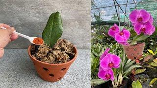 Orchids will miraculously revive thanks to this powder│Orchidaceae