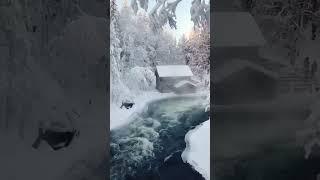 Winter in National Park Oulanka Finland #shorts