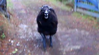 Trick or treater gets attacked by an Angry Ram