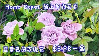 Home Depot 新上架的玫瑰花，看到几个花色和花型都很美的。【莎拉养花】