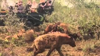 2 Lioness vs. 20 Hyenas in Timbavati