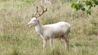 Weisser Damhirsch -  Ein Wunder der Natur