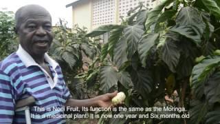 Ghana Permaculture Inst. - Interview with a Moringa Farmer