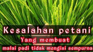 kesalahan petani, yang membuat malai padi gagal mengisi sampai pangkal,#petanipadi