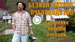 Колодное пчеловодство - заселение колоды пчёлами.