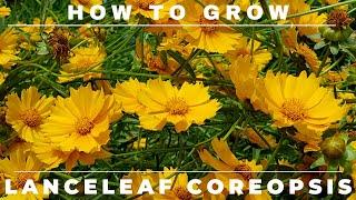 Coreopsis - Complete Grow and Care Guide