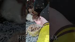 Когда крысу судили за кражу: реальный факт из Средневековья #интересно #факты