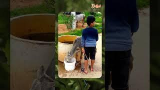 Cow Baby | ARYAN NIHAR M | #cow #shorts #shortvideo #goshala #animals #baby #village #kids