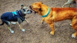 Six month old Cane Corso gets defensive at the dog park 