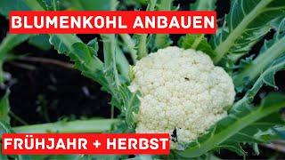 Blumenkohl anbauen - Erste Ernte, Herbstanbau