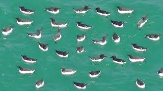 Razorbill and Guillemot Birds in The Sea at Hells Mouth in Cornwall UK