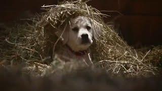 Budweiser Puppies and Clydesdales