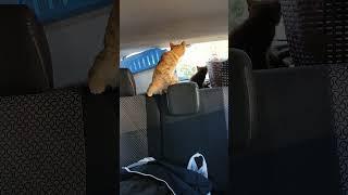 Коты путешественники ‍⬛