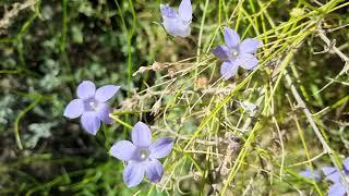 Australian Bluebell (Wahlenbergia gracilis)