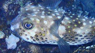 RED SEA - EGYPT 47 : PORCUPINE FISH / SINAI - DAHAB /