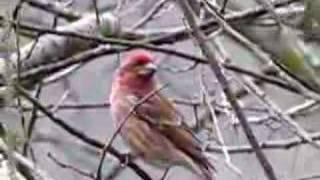 Purple finch....