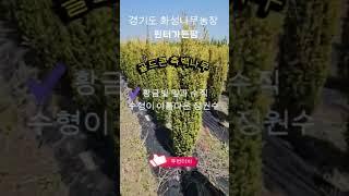 황금옥수수나무  골드콘 고급 측백나무 5년생 분양중#골드콘 #측백나무 #정원수 #윈터가든팜#조경수#상록수
