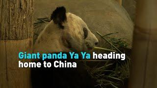 Giant panda Ya Ya heading home to China