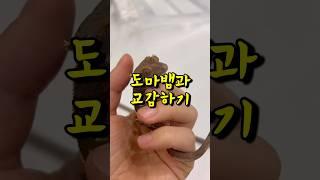 도마뱀 길들이기