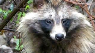 Racoon Dog - Nyctereutes procyonoides