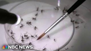 Growing risk of dengue fever as virus spreads