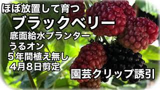 ブラックベリー　プランター栽培　底面給水プランターのうるオンプランターで育てています。　ほぼ放置で簡単に育ちますが剪定と誘引は必要です。土壌改良、病害虫対策すれば肥料もあまり要らずうるオンなら水やりも