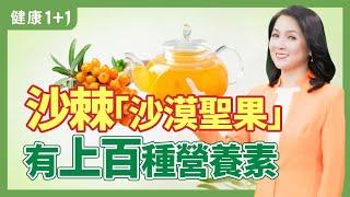 沙棘具多種益處 上百種營養素 | 健康1+1 · 直播精選