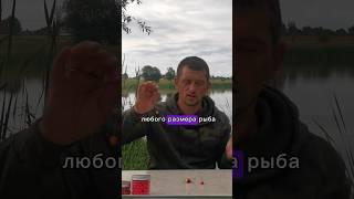 НАСАДКА на КРУПНОГО и мелкого КАРПА! #карпфишинг