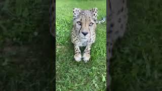 Sound On - Cheetah Purr - Cincinnati Zoo #shorts