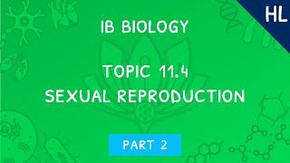 IB Biology Topic 11.4 (HL): Sexual reproduction - Part 2