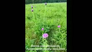 Левзея сафлоровидная — адаптоген из группы женьшеня