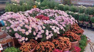 Sunday garden overview  & update video || winter garden overview ||Chrysanthemum bloom